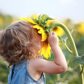 Kind schnuppert an Sonnenblume